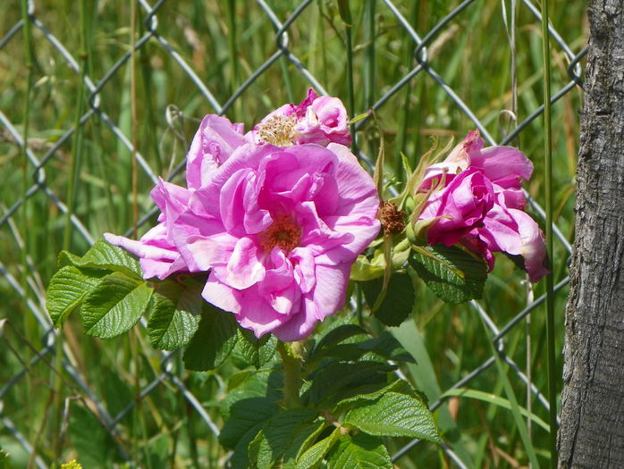 Belle Poitevine