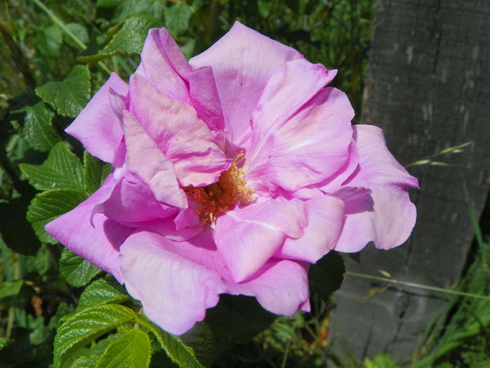 Belle Poitevine