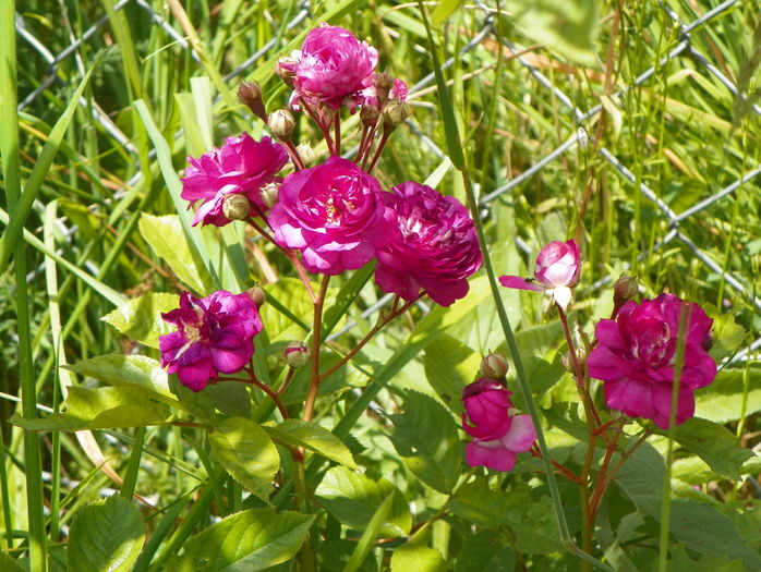 Rose Marie Viaud