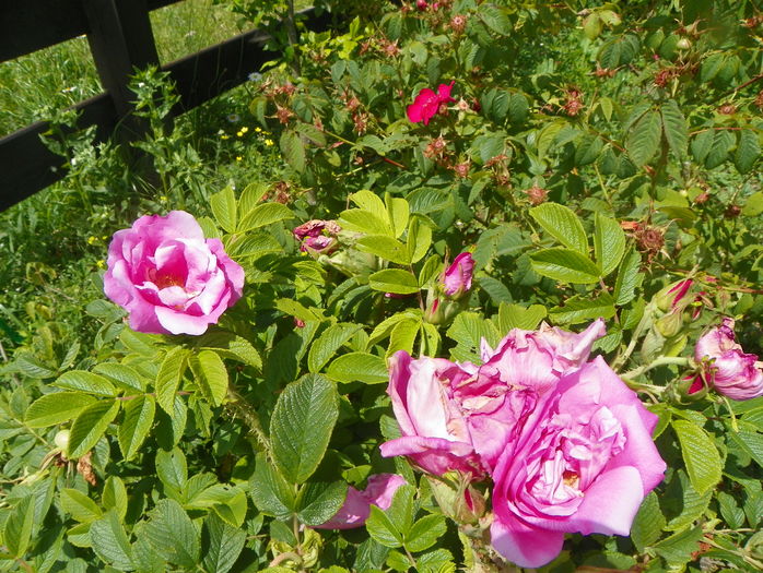 Dwarf Pavement