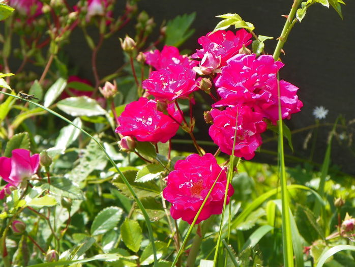 Super Excelsa - Trandafiri 2016 2