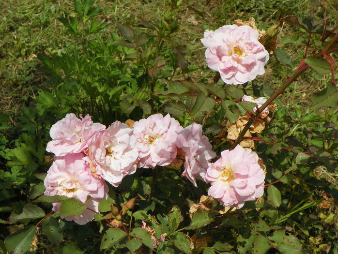 Morden Blush
