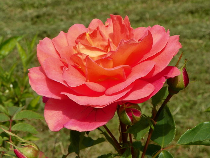 Lady of Shalott