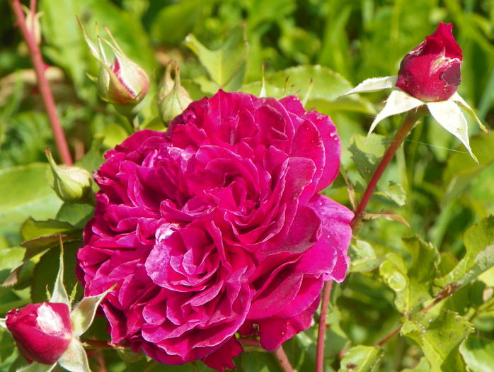 William Shakespeare