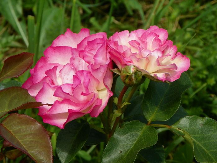 Bordure Rose
