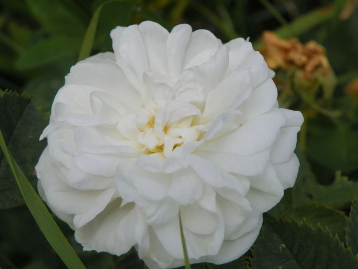 Alba Maxima