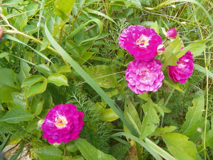 Bleu Magenta