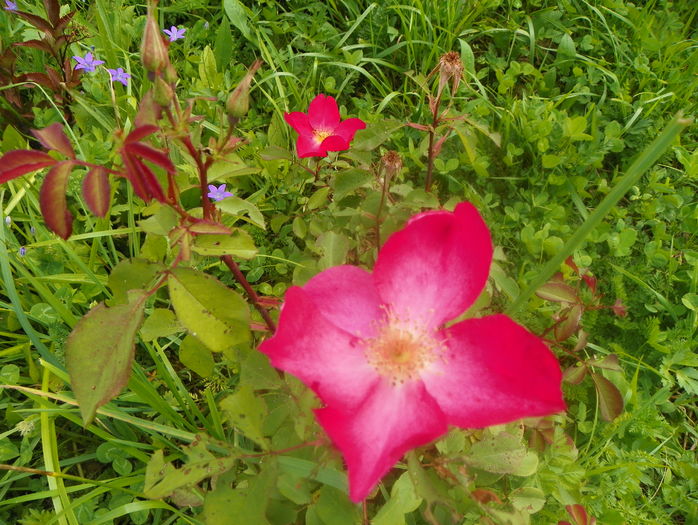 Rose of Picardy