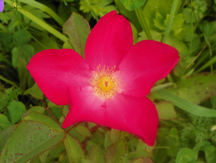 Rose of Picardy