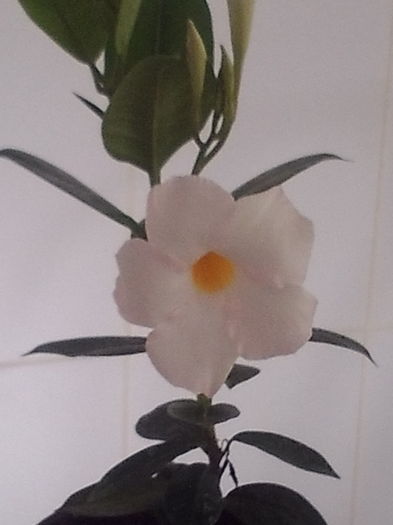 Mandevilla - Plante exotice