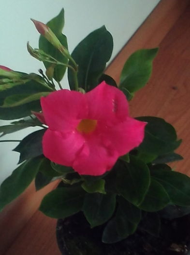 Mandevilla - Plante exotice