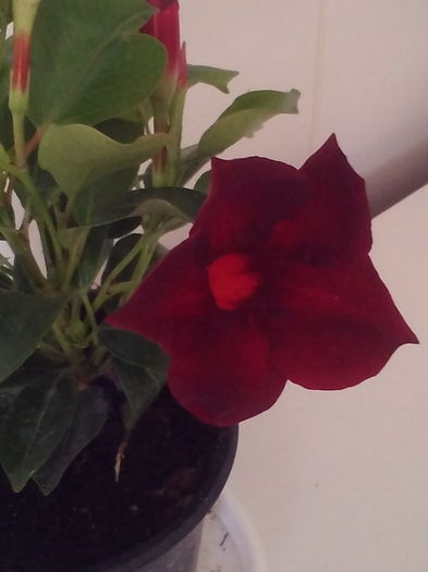 Mandevilla (Dipladenia)Burgundy - Plante exotice