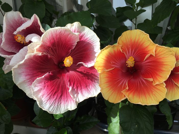 T. Purple Lady- June's Dragon