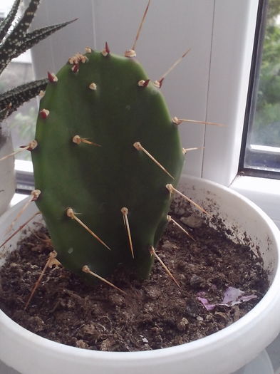 Opuntia(limba soacrei) - Cactusi si suculente 2016