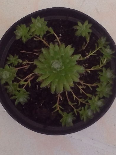 Sempervivum arachnoideum - Cactusi si suculente 2016