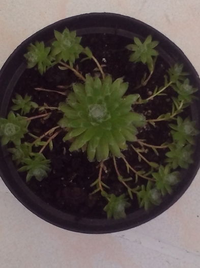 Sempervivum arachnoideum