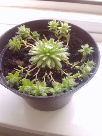 Sempervivum arachnoideum - Cactusi si suculente 2016