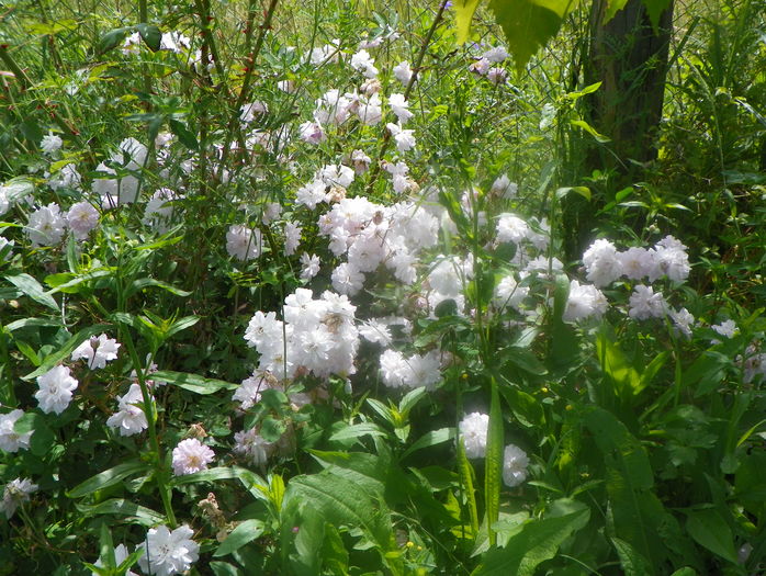 Paul's Himalayan Musk