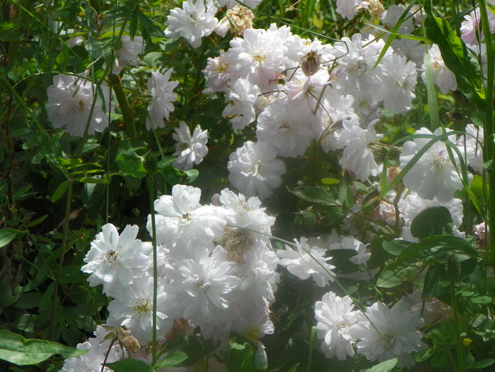 Paul's Himalayan Musk