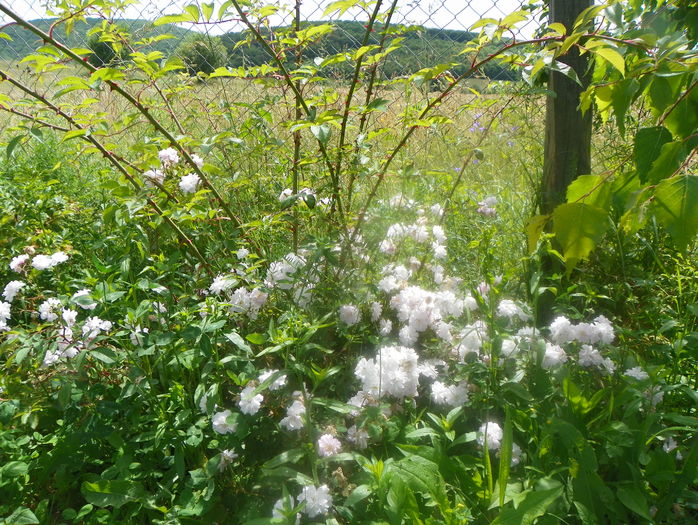Pauls Himalayan Musk
