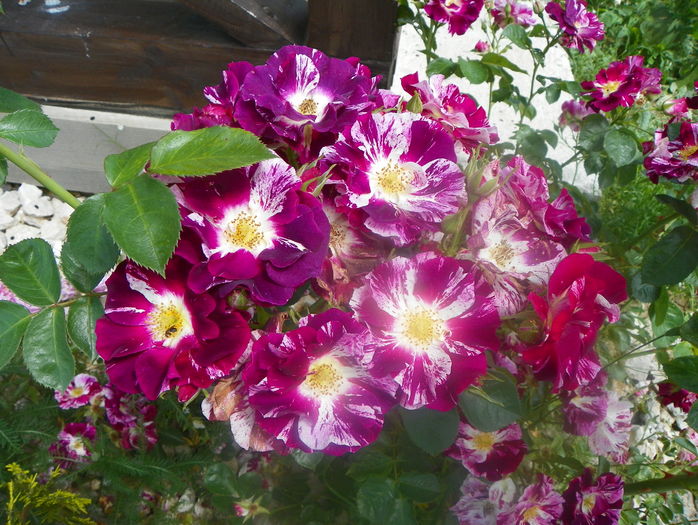 Purple Splash