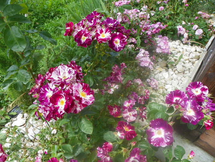 Purple Splash