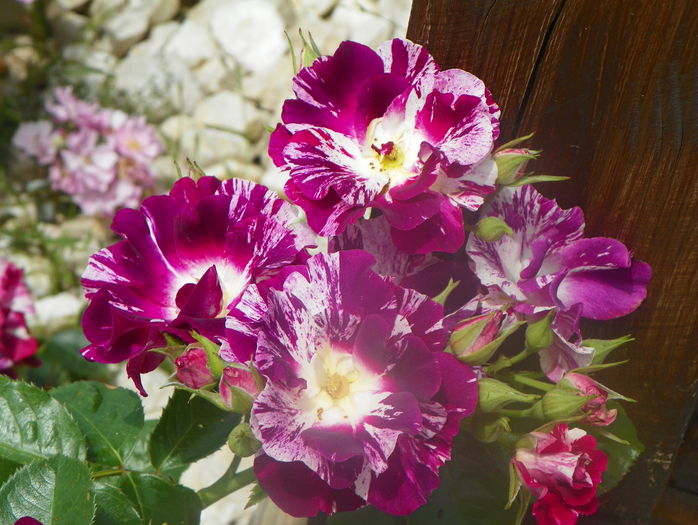 Purple Splash