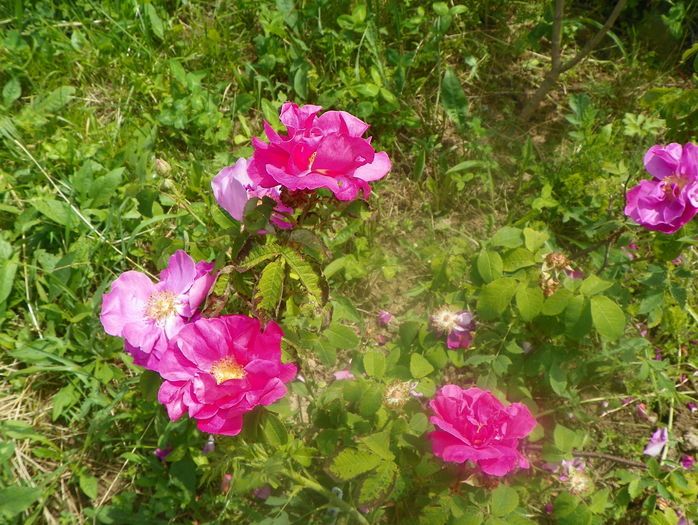 Gallica Officinalis