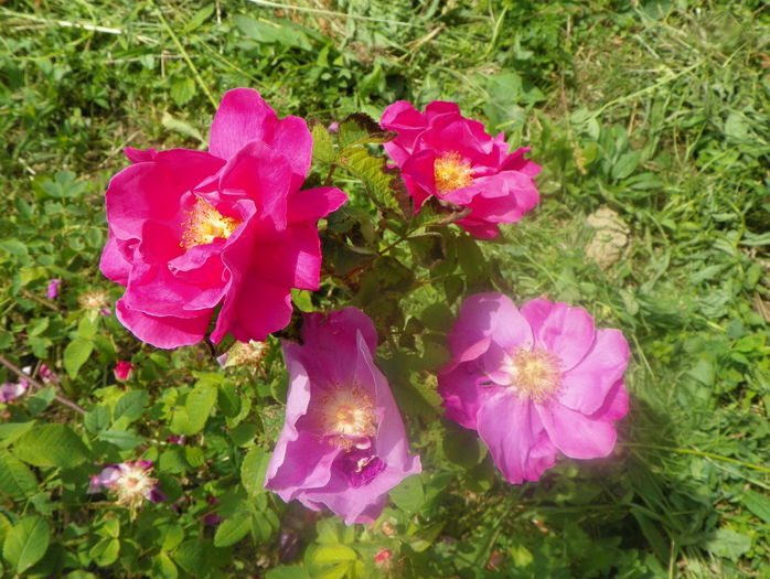 Gallica Officinalis