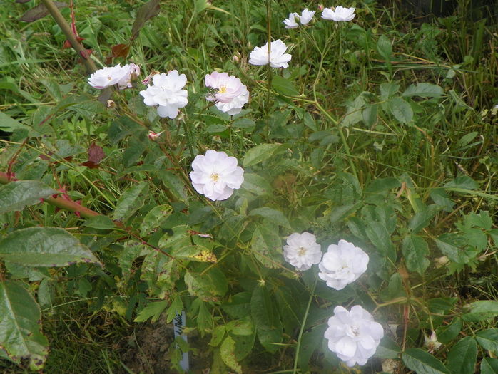Dentelle de Malines