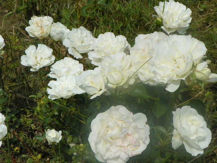 White Meidiland - Trandafiri 2016 2