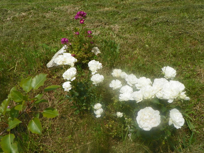 White Meidiland si Lauren