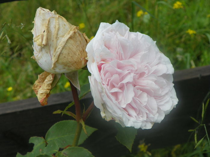 Souvenir de la Malmaison