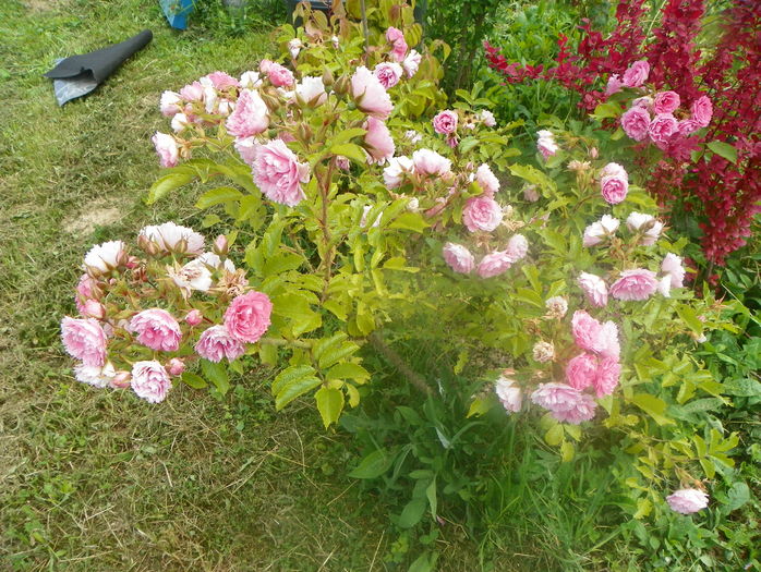 Pink Grootendorst - Trandafiri 2016 2