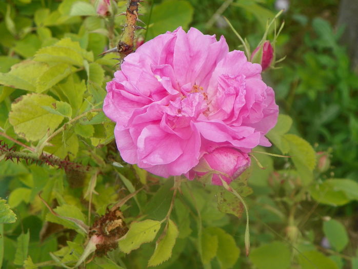 Autumn Damask - Trandafiri 2016 2