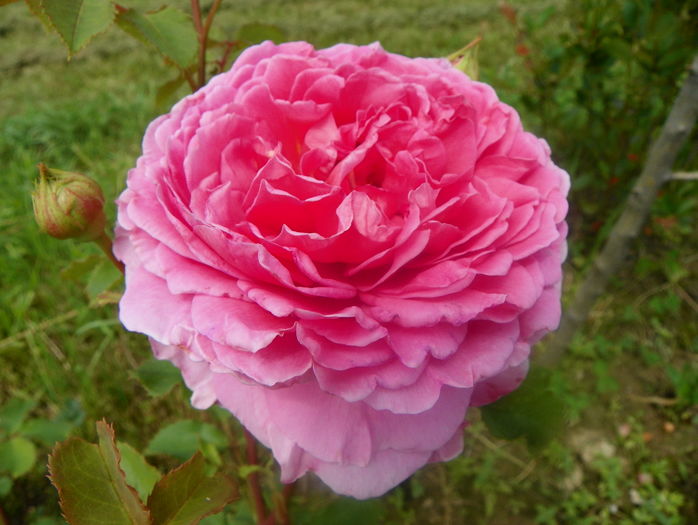 Princess Alexandra of Kent - Trandafiri 2016 2