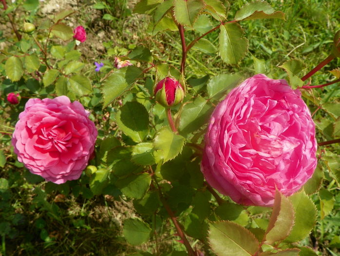 Princess Alexandra of Kent - Trandafiri 2016 2