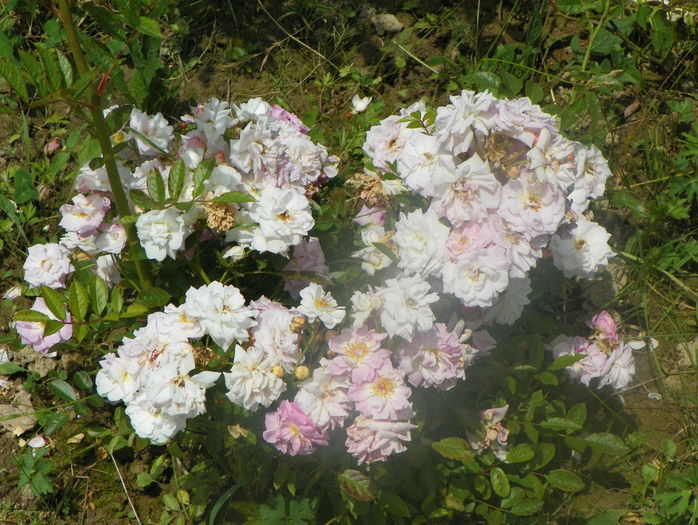 Ghislaine Feuerwerk - Trandafiri 2016 2