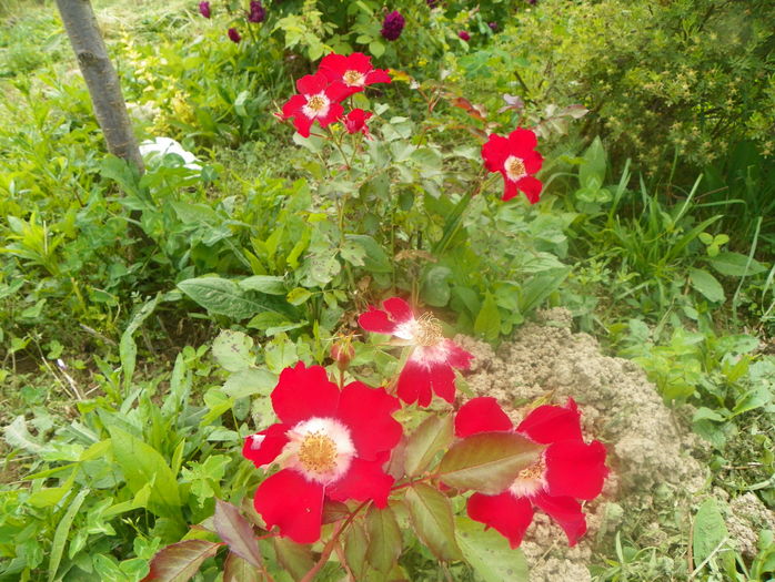 Eye Paint - Trandafiri 2016 3