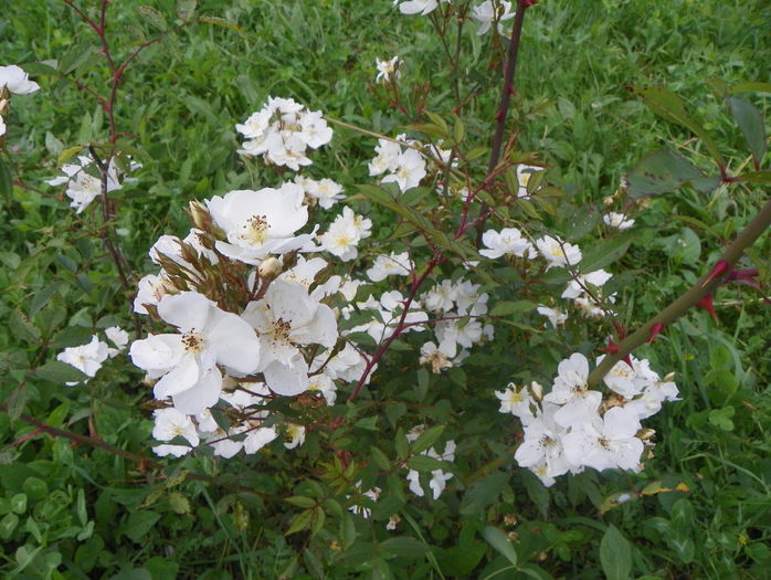 Darlow's Enigma - Trandafiri 2016 3