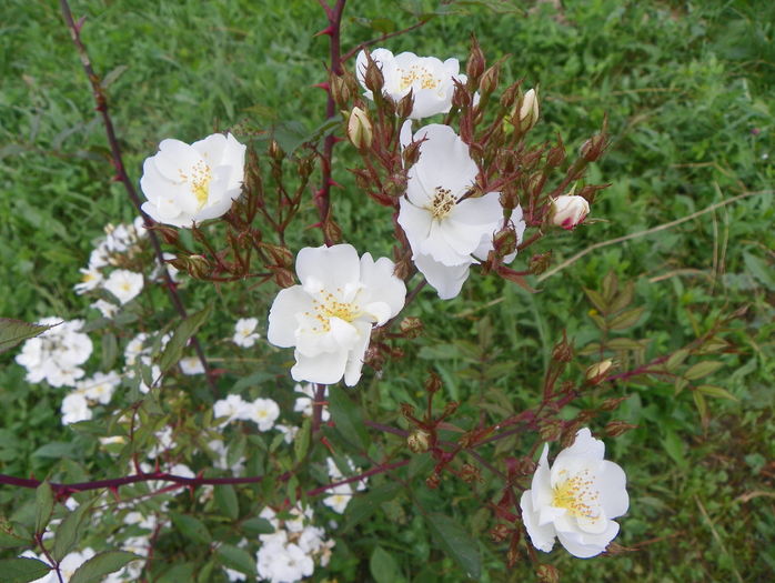 Darlow's Enigma - Trandafiri 2016 3