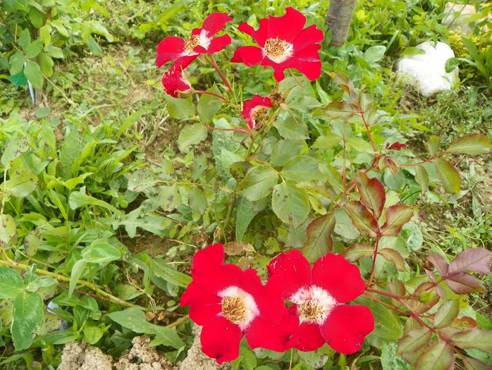 Eye Paint - Trandafiri 2016 3