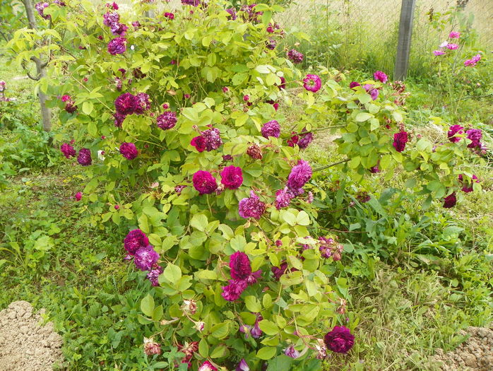 Orpheline de Juillet - Trandafiri 2016 3