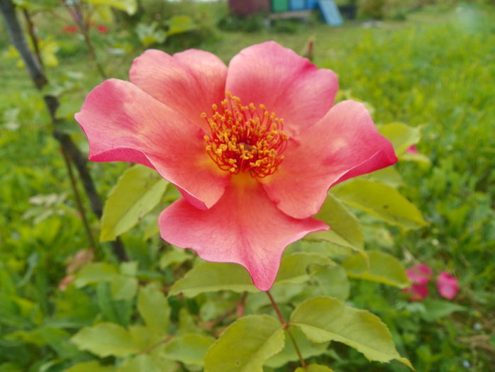 Morning Mist - Trandafiri 2016 3