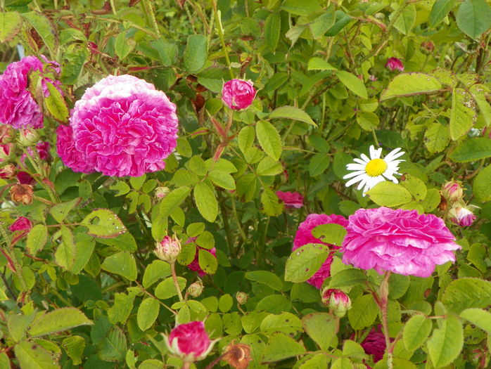 Ambroise Pare - Trandafiri 2016 3