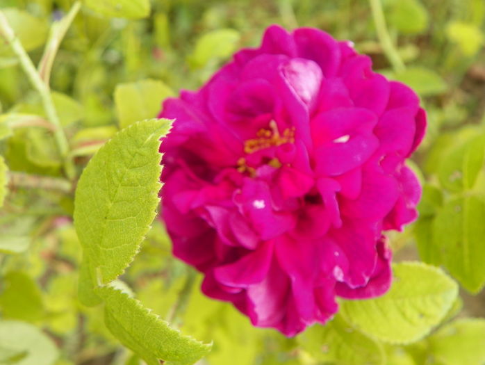 Sissinghurst Castle - Trandafiri 2016 3