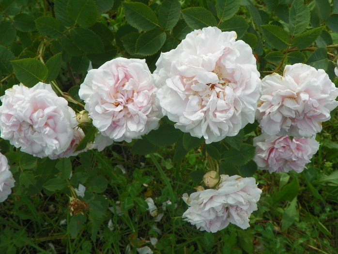 Cuisse de Nymphe - Trandafiri 2016 3