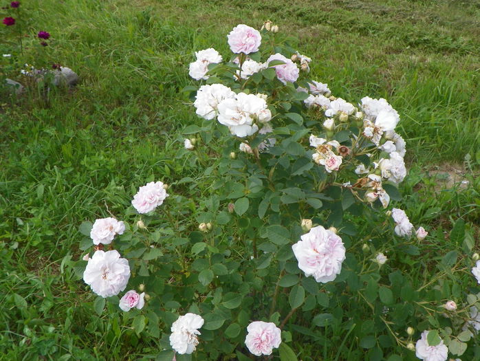 Cuisse de Nymphe - Trandafiri 2016 3