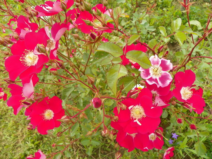 Candia Meillandecor - Trandafiri 2016 3