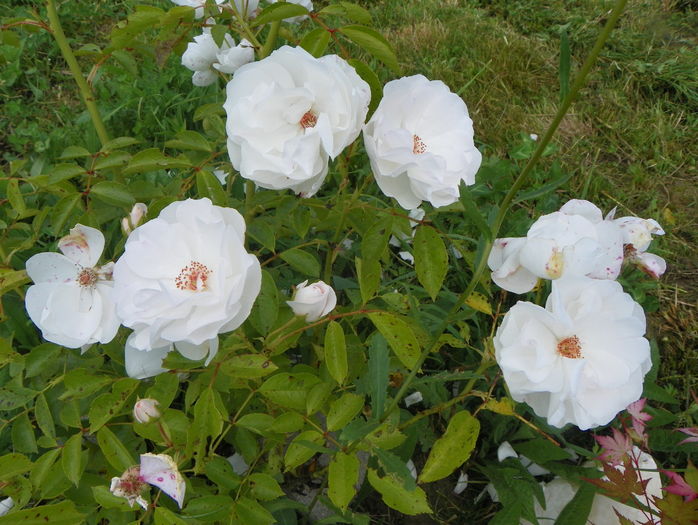 Dominique Loiseau - Trandafiri 2016 3